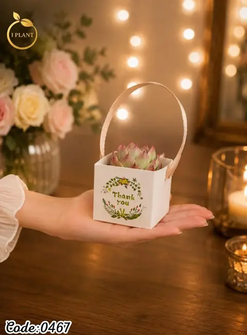Mini Handle-Box Succulent (0467)