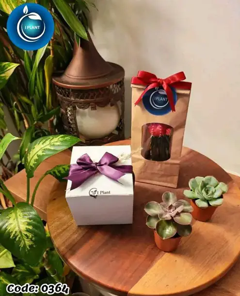 Mini Succulent Gift (0364)