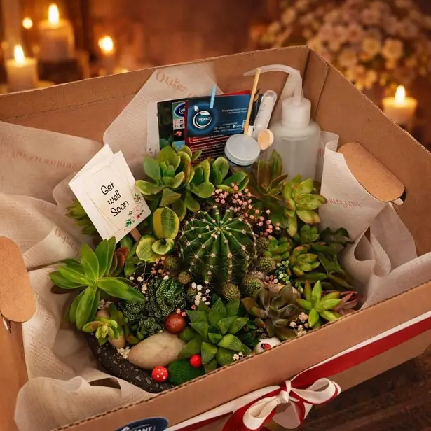 Plant Gift Arrangement (0339)