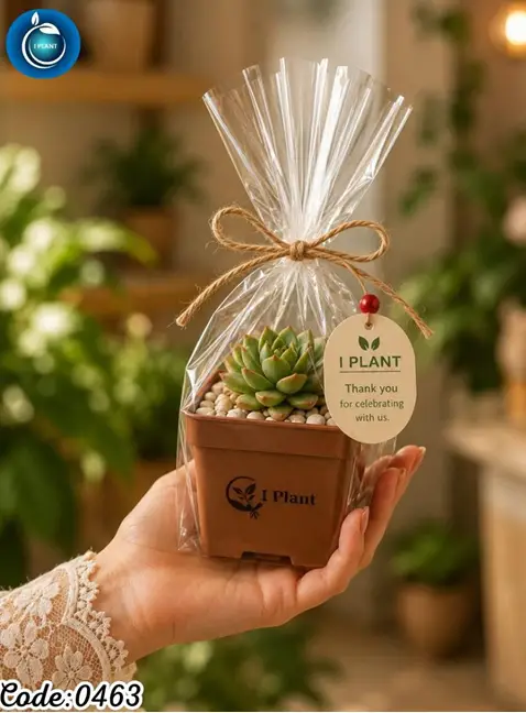 Mini Event Succulent (0463)