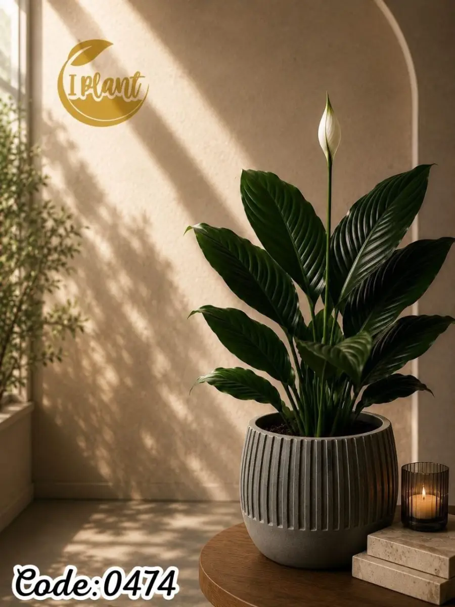 Spathiphyllum (0474)