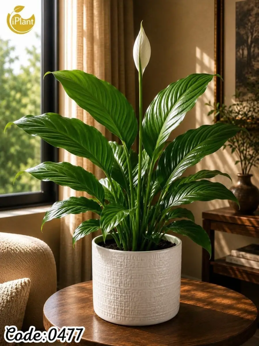 Spathiphyllum (0477)
