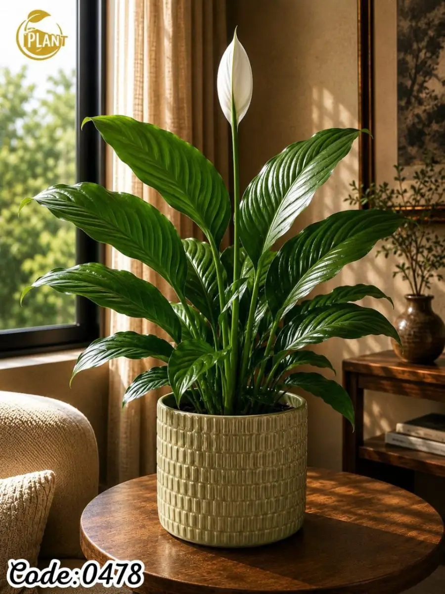 Spathiphyllum (0478)