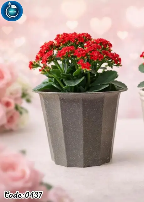 Kalanchoe (0437)