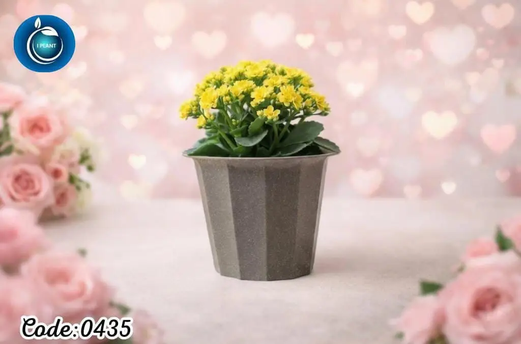 Kalanchoe (0435)